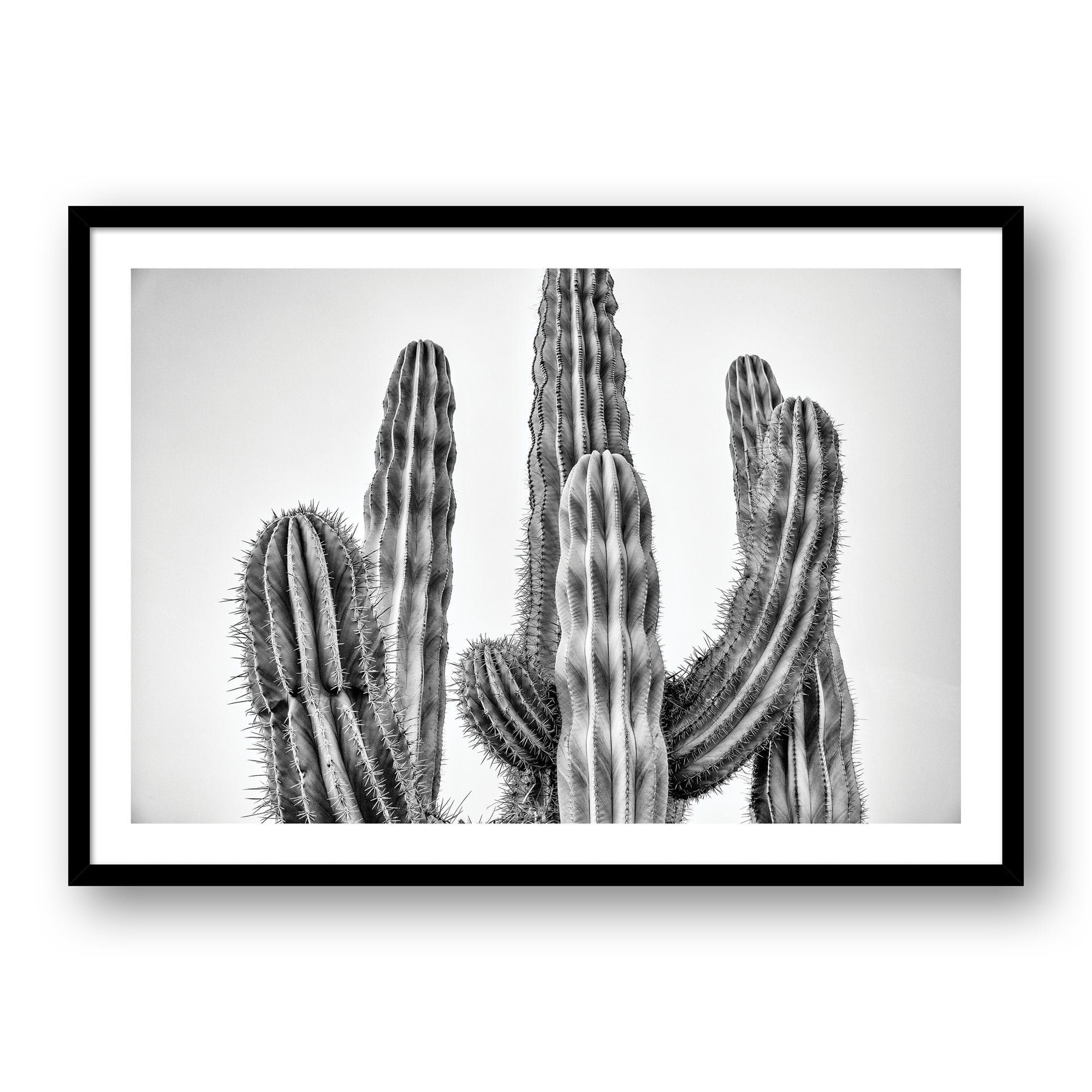 SI Arizona Cactus #3051