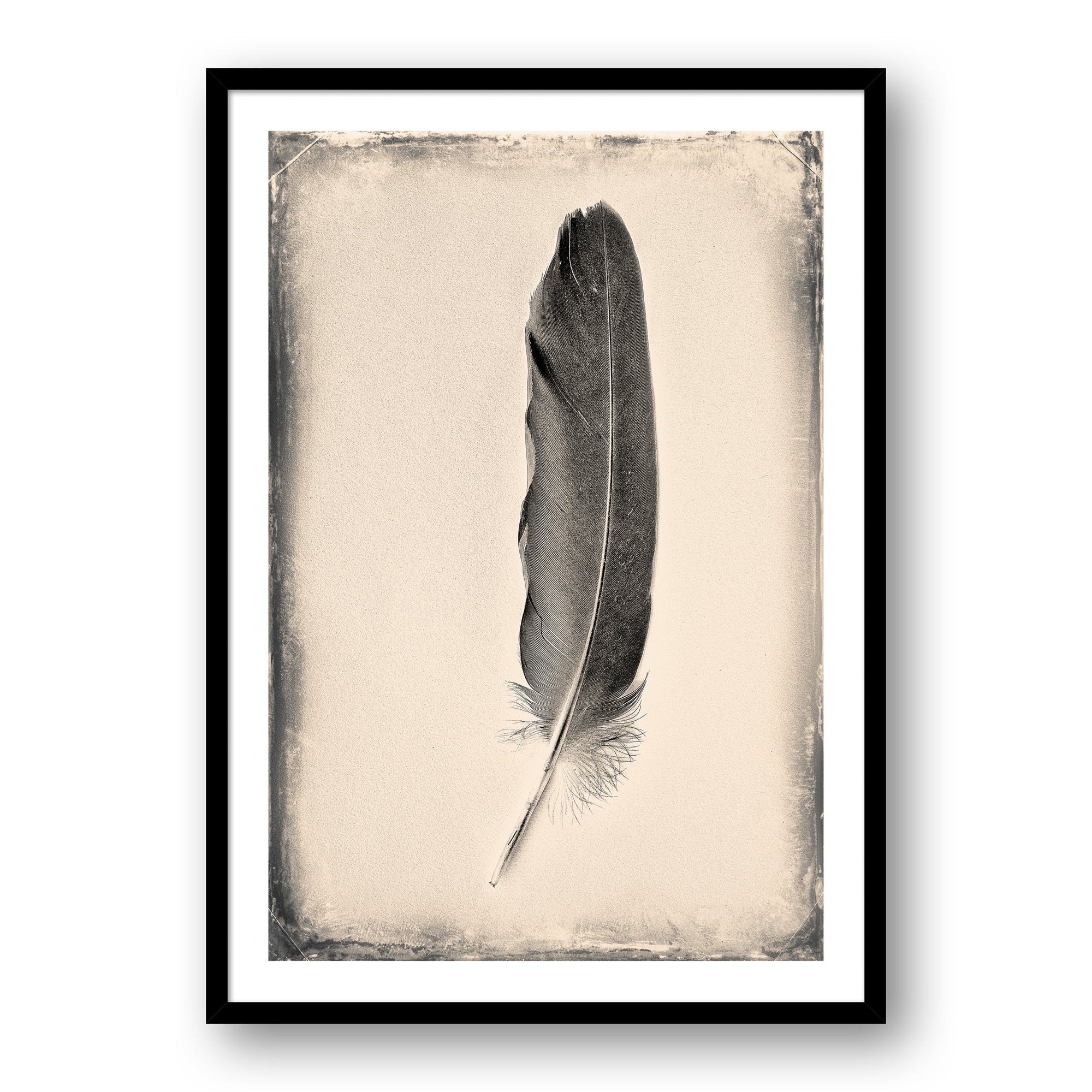 Feather Study #6833