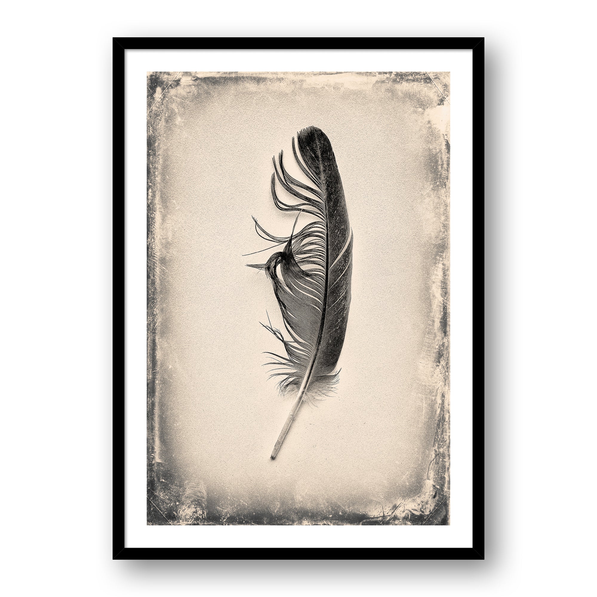 Feather Study #7062