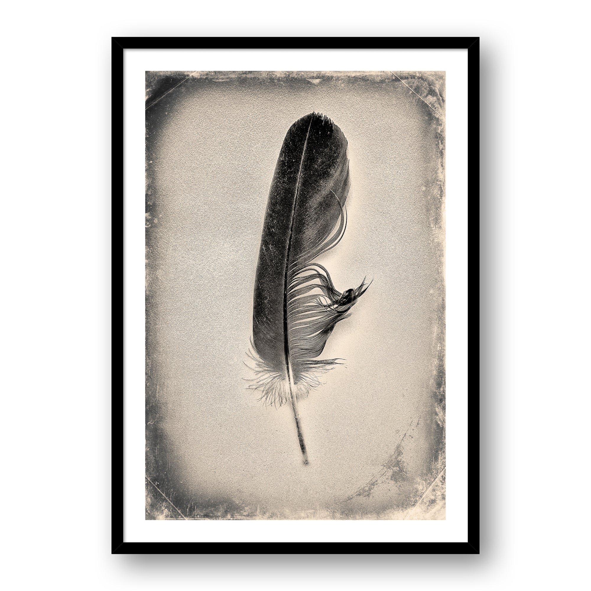 Feather Study #7066