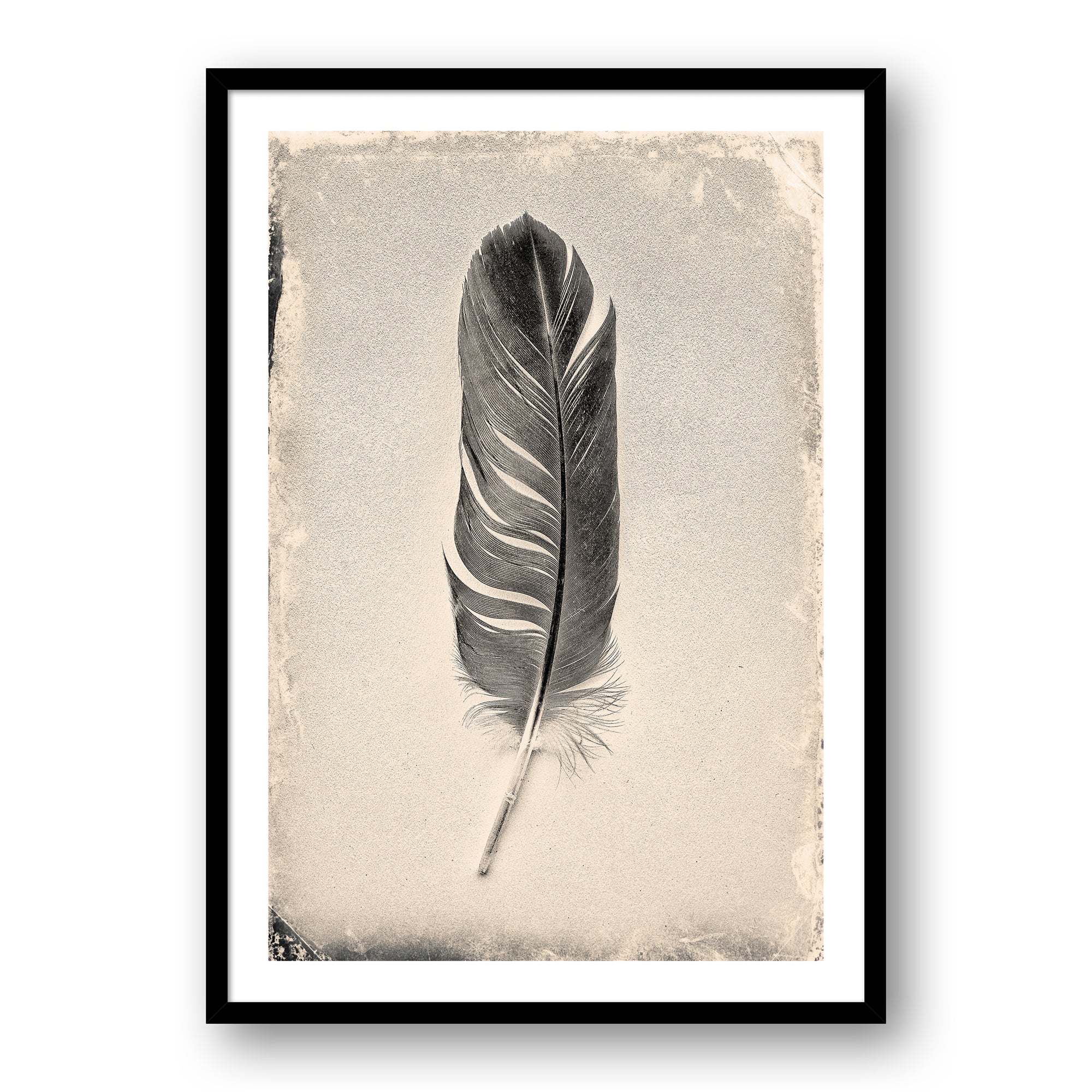 Feather Study #7069