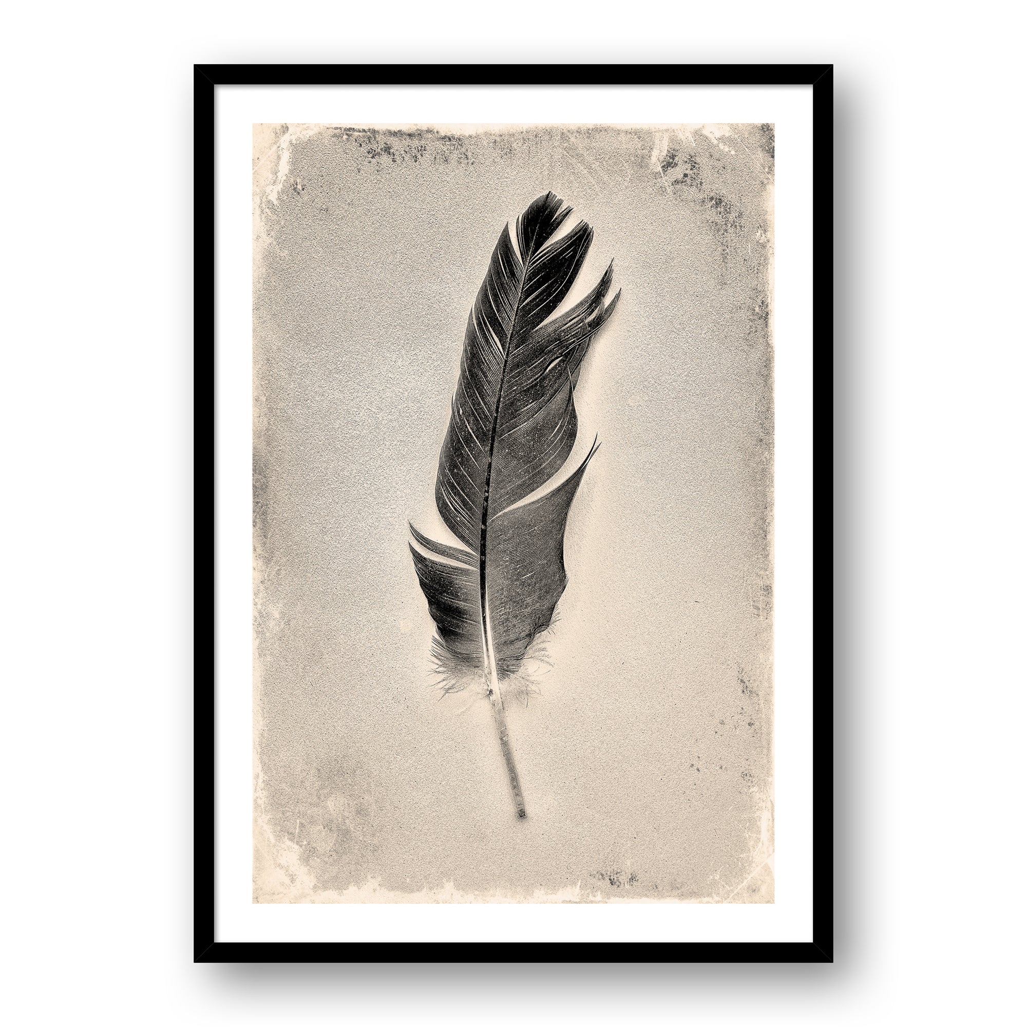 Feather Study #7076