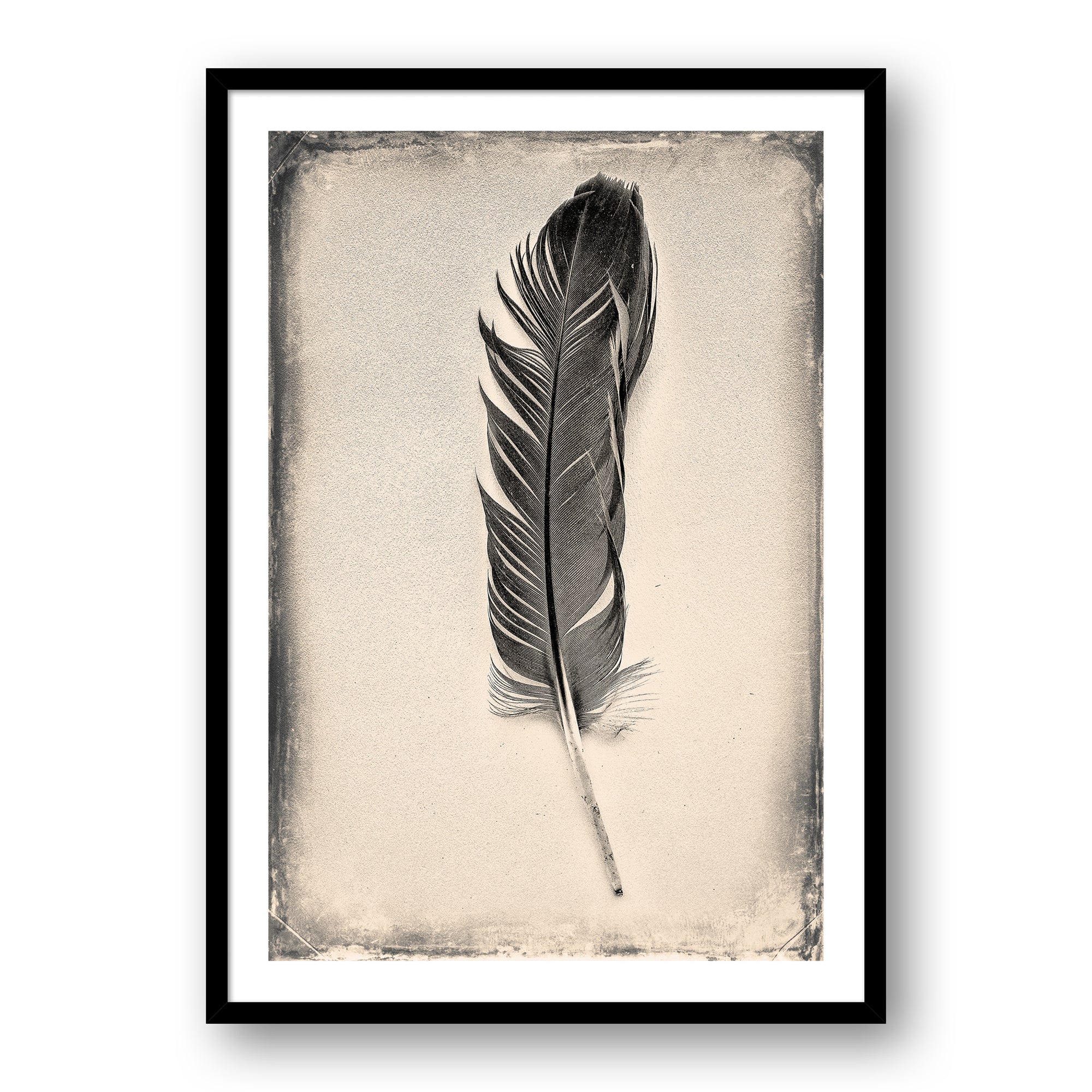 Feather Study #7087