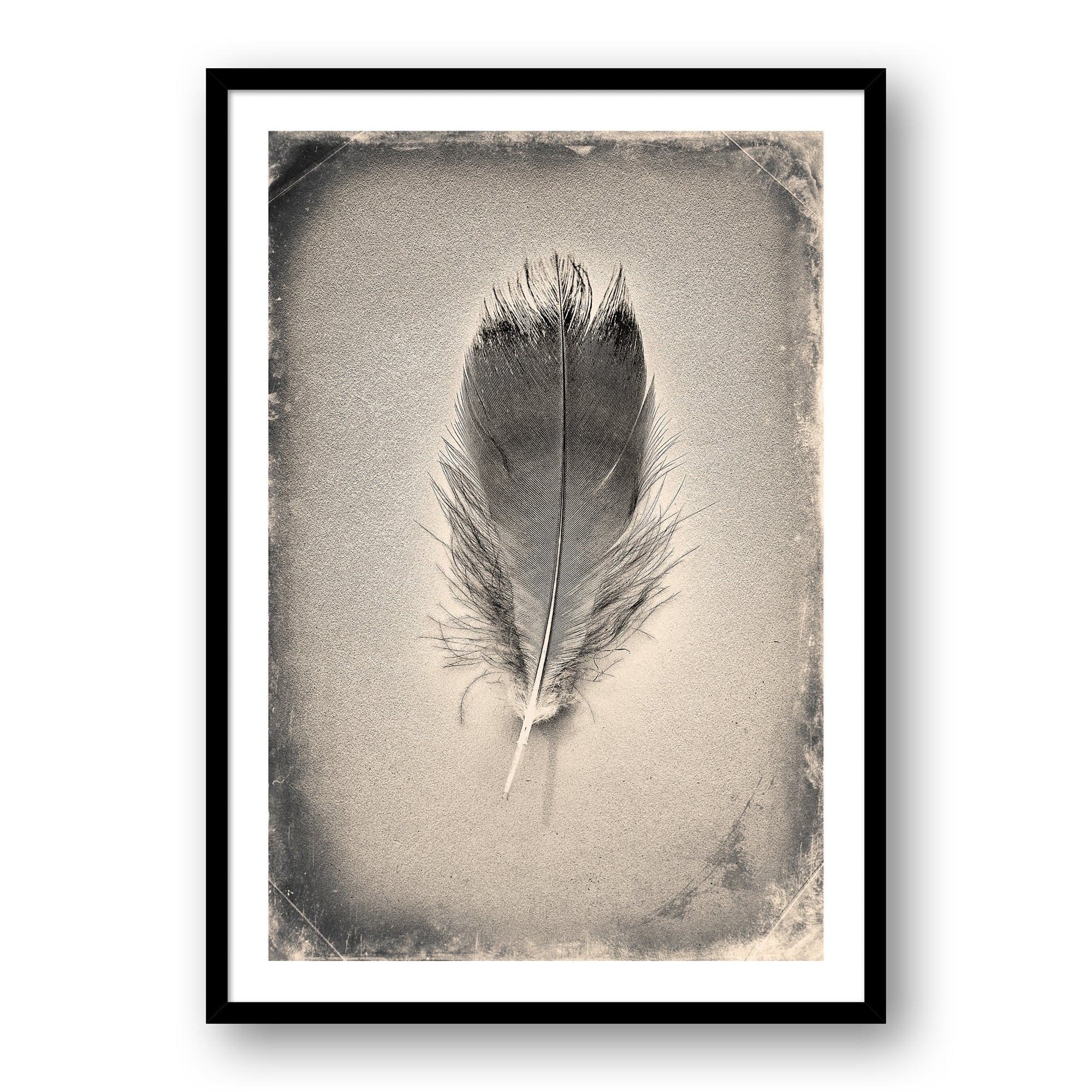 Feather Study #7100