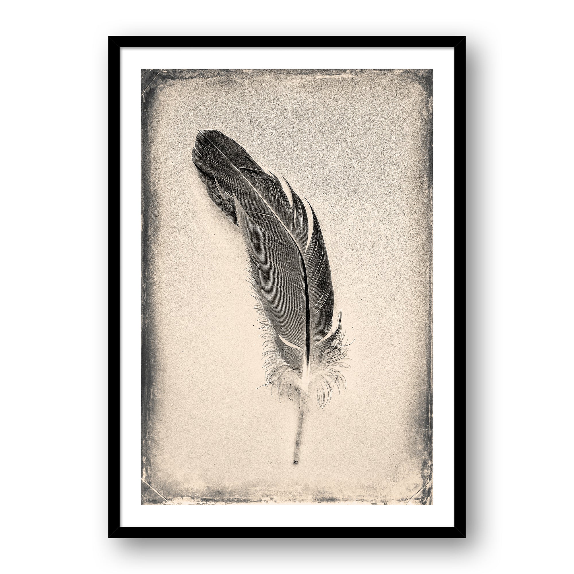 Feather Study #7115