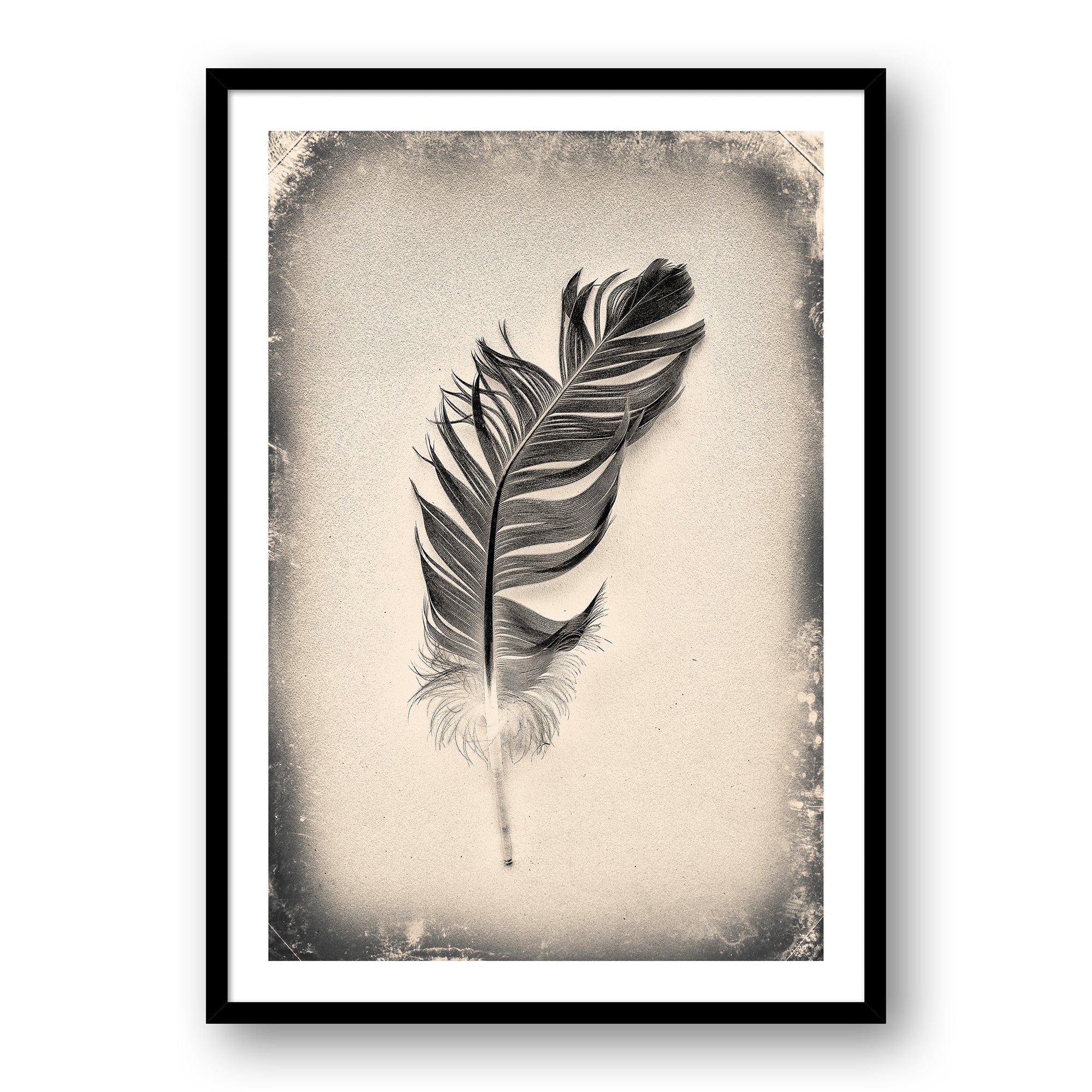 Feather Study #7116