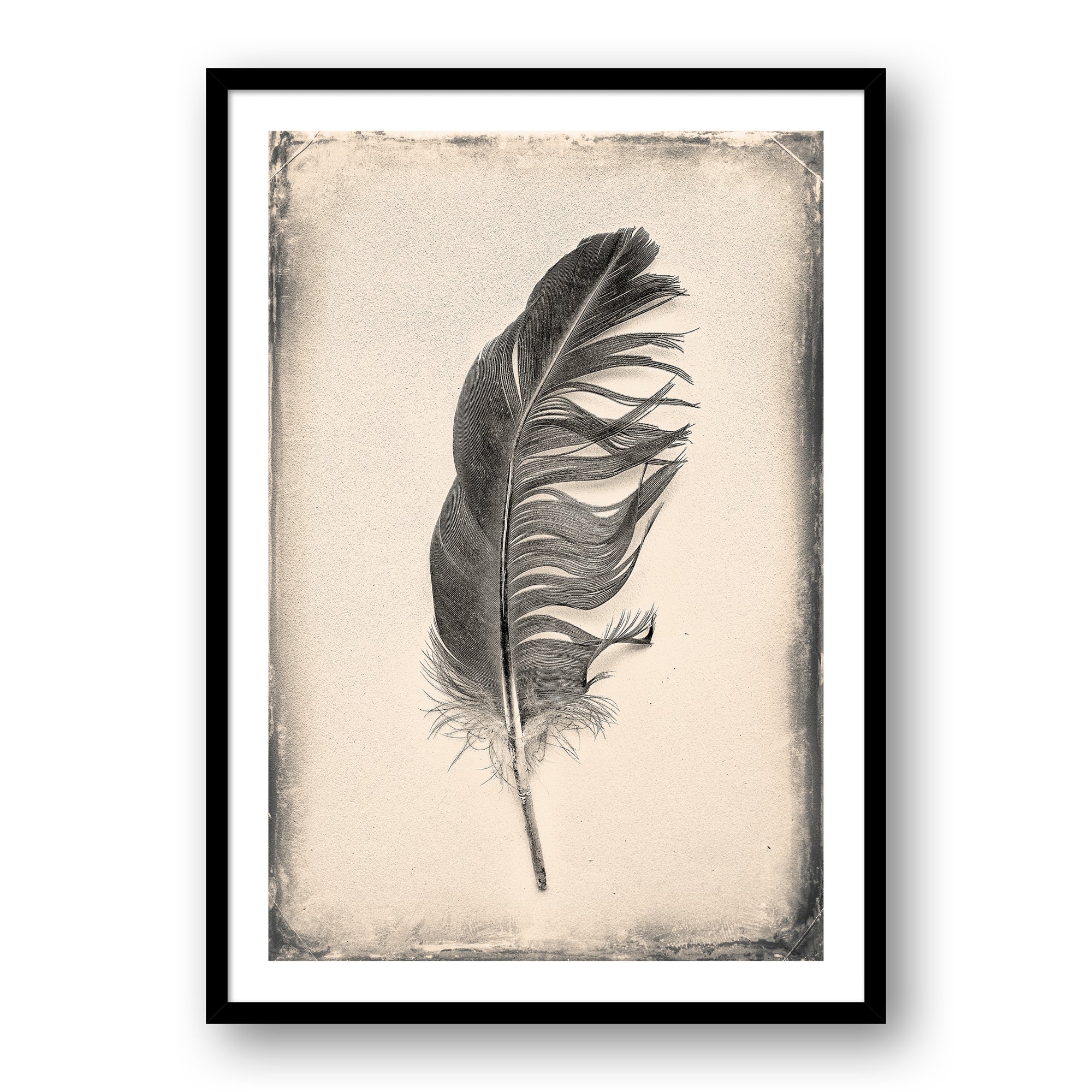 Feather Study #7126