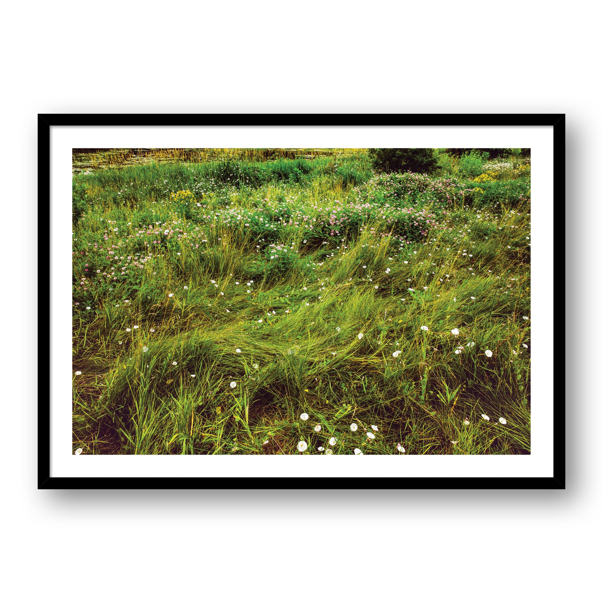Summer Meadow Flowers #9251