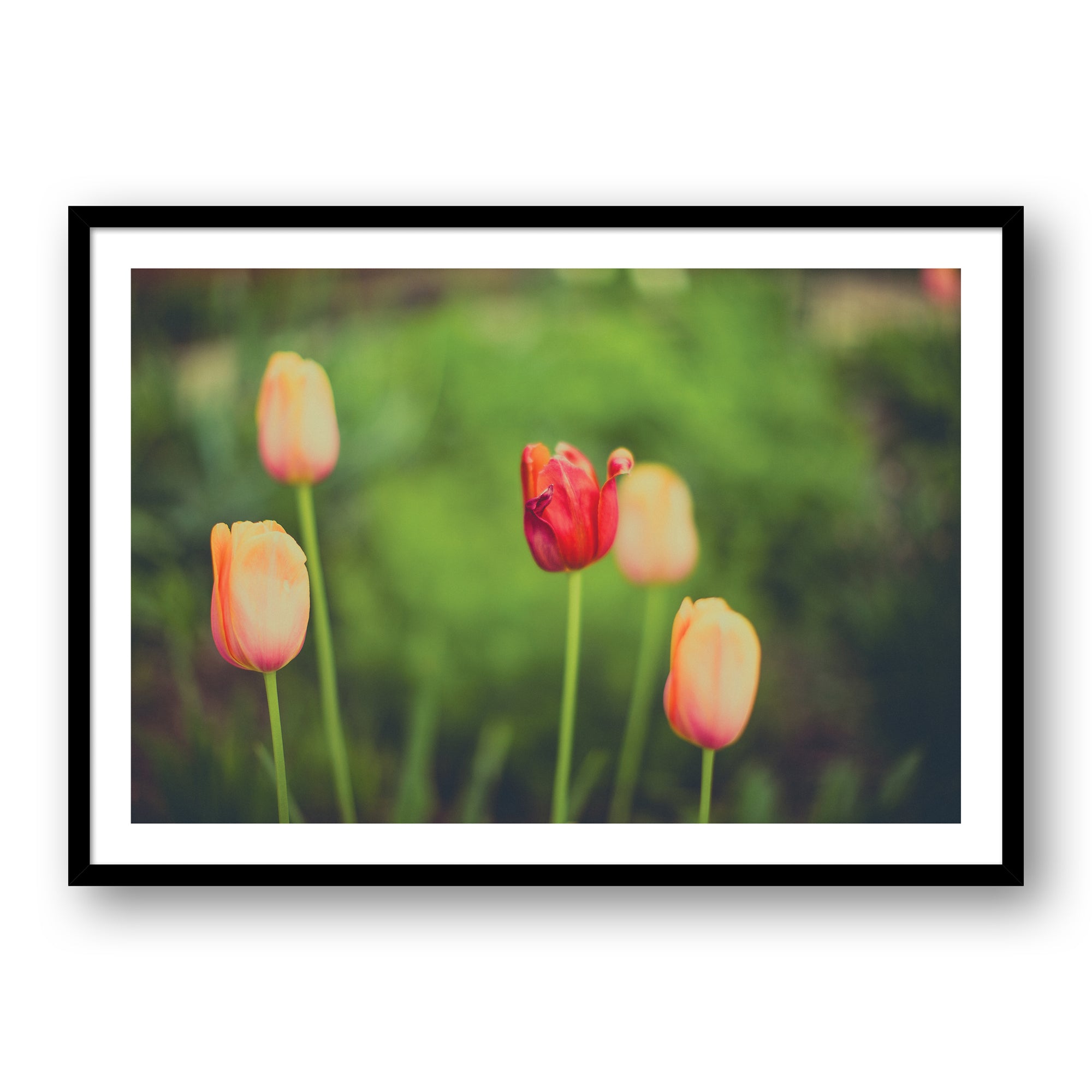 SI Tulips #0580